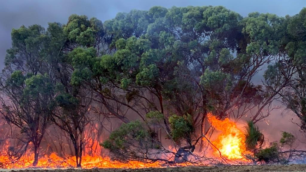 Австралид гамшгийн хэмжээнд хүрч халлаа: Түймрийн улмаас суурьшлын бүсүүдийг нүүлгэн шилжүүлж байна