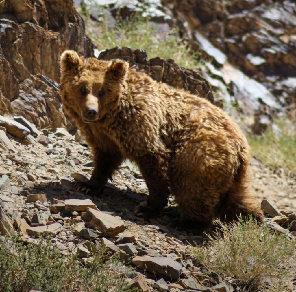 Мазаалай баавгайн тоо толгой 51 болж өслөө