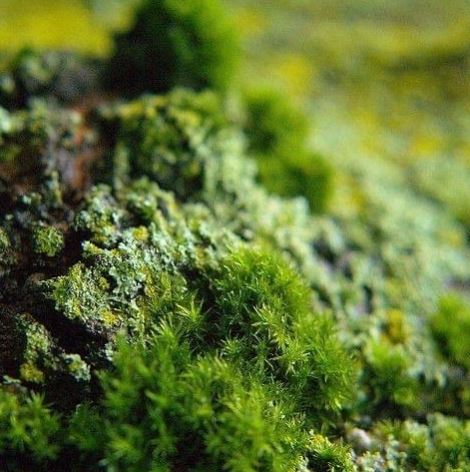 Хөвдийг ашиглан хүчилтөрөгч, хоол хүнс гарган авах боломжтойг сансрын туршилтаар баталлаа