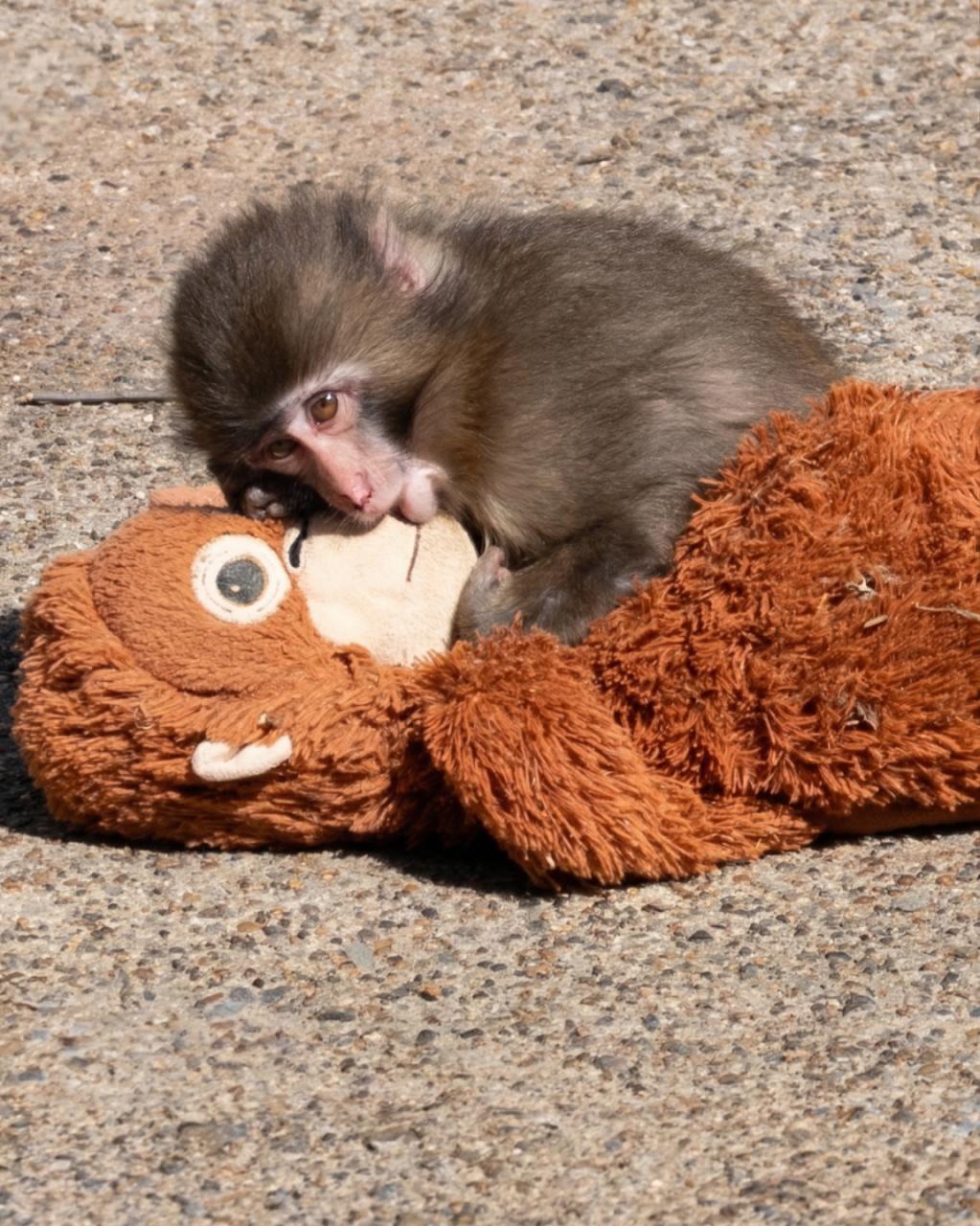 Панчийн түүх 130 мянган ам.долларын хандив цуглуулав